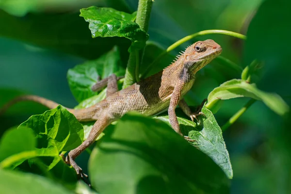 Beautiful Indian Gecko Bush Looking Out Green Foliage Background Morning — Stock Photo, Image