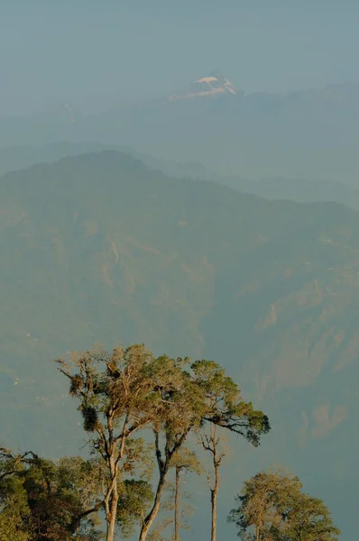 Hermosa Vista Los Árboles Silerygaon Village Con Cordillera Kanchenjunga Fondo —  Fotos de Stock