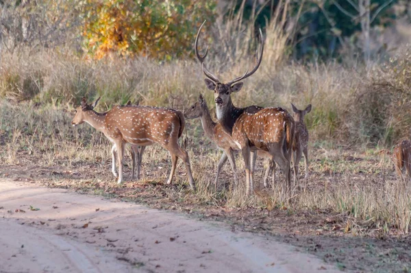 Beautiful image of group of deers , front facing the camera at Panna National Park, Madhya Pradesh, India. Panna is located in Panna and Chhatarpur districts of Madhya Pradesh in India. It is a tiger reserve.