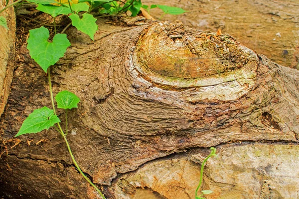 Kůra Stromu Hnědou Texturou Pozadí Příroda Stock Fotografie — Stock fotografie