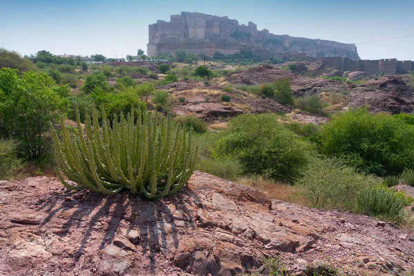 Rao Jodha çölündeki Jodhpur, Hindistan 'dan Mehrangarh kalesinin manzarası. Ön planda yalnız bir kaktüs ve arka planda Mehrangarh kalesi ve çöl parkının kayalık manzarası..