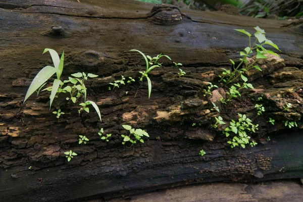 Novo Crescimento Planta Tronco Árvore Velha Bela Imagem Estoque Natureza — Fotografia de Stock