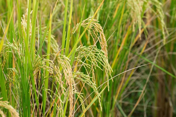 வயல படம — ஸ்டாக் புகைப்படம்