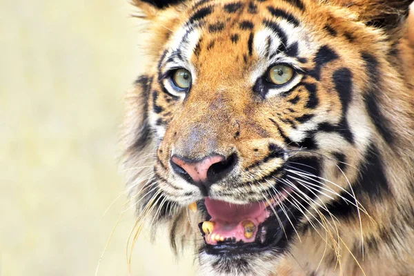 Bengal Kaplanının Güzel Kızgın Yüzü Panthera Dicle Batı Bengal Hindistan — Stok fotoğraf