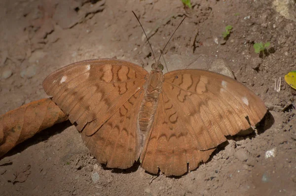 普通的男爵蝶 Euthalia Aconthea 泥巴布丁 从湿润地区吸水 照片来自印度锡金 — 图库照片