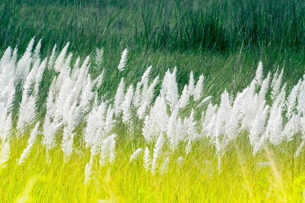 Kans Grass Saccharum Spontaneum Dark Green Backgound Kolkata West Bengal — 图库照片