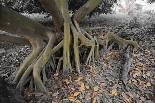 Folhas Secas Ainda Deitadas Chão Lado Enormes Raízes Árvores Uma — Fotografia de Stock