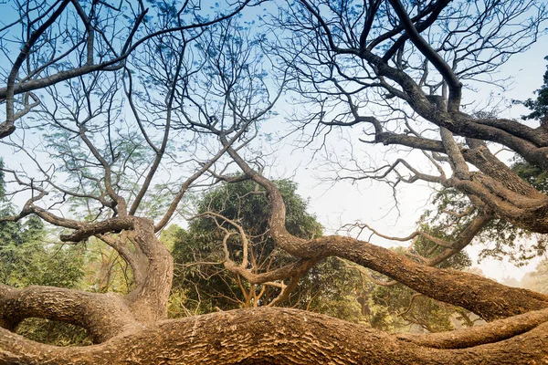 Ramos Árvores Sem Folhas Estação Inverno Imagem Específica Natureza Estação — Fotografia de Stock