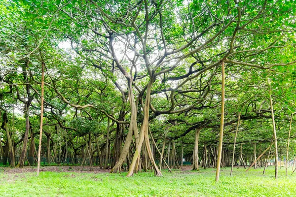 Grande Banyan Uma Árvore Baniana Ficus Benghalensis Localizada Acharya Jagadish — Fotografia de Stock