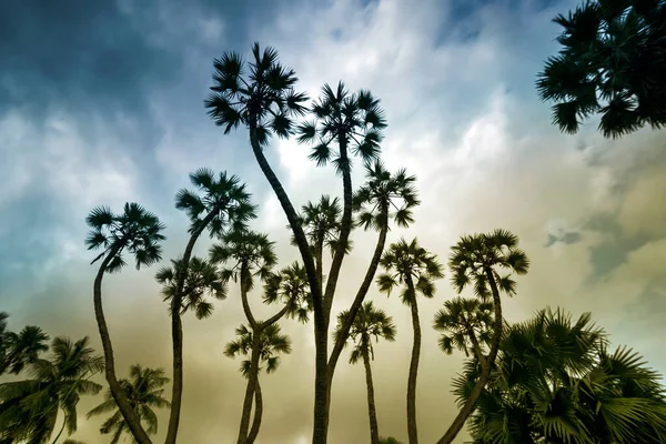 Arka Planda Dramatik Gökyüzü Olan Palmiye Ağaçları Güzel Doğa Resmi — Stok fotoğraf