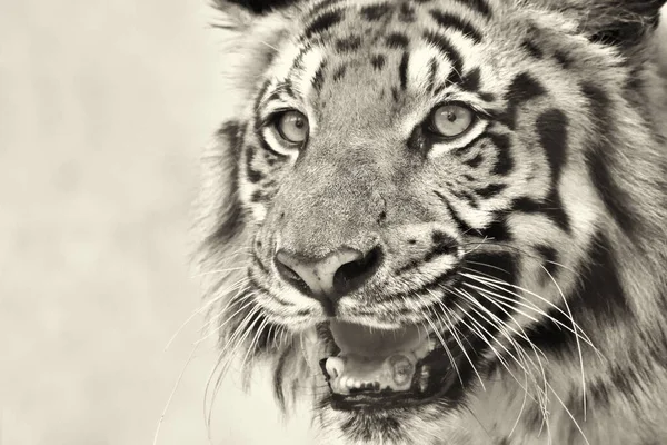 Krásná Rozzlobená Tvář Royal Bengal Tiger Panthera Tigris West Bengal — Stock fotografie