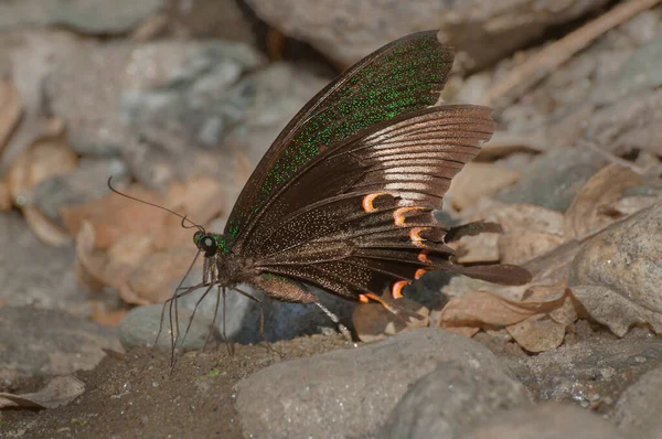 Vanlig Mormonfjäril Papiliopolytes Linnaeus Som Kissar Våt Mark Bild Tagen — Stockfoto