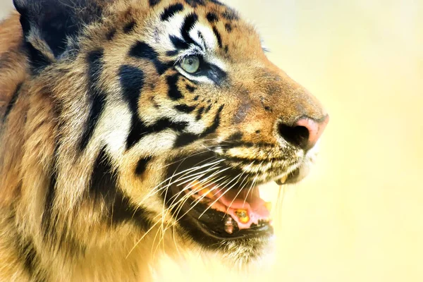 Bengal Kaplanının Güzel Kızgın Yüzü Panthera Dicle Batı Bengal Hindistan — Stok fotoğraf