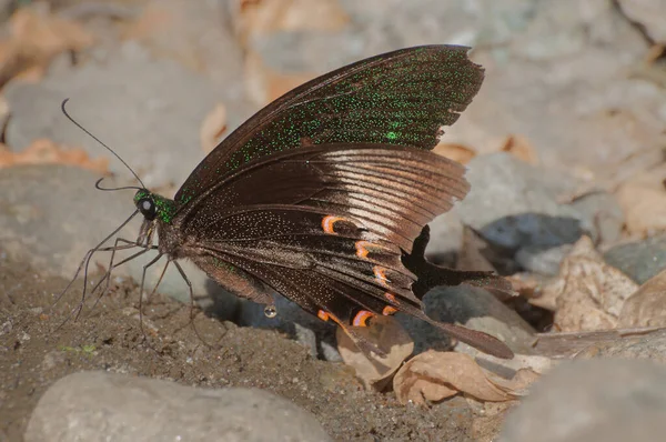 一般的なモルモン蝶 Papilio Polytes Linnaeus は湿った土地で排尿します インドのシキムで撮影した画像 — ストック写真