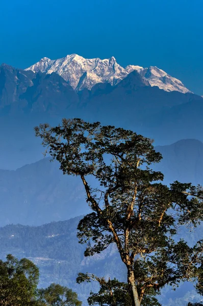 Singalila Ridge Cordillera Kanchenjunga Por Mañana Gran Árbol Primer Plano —  Fotos de Stock