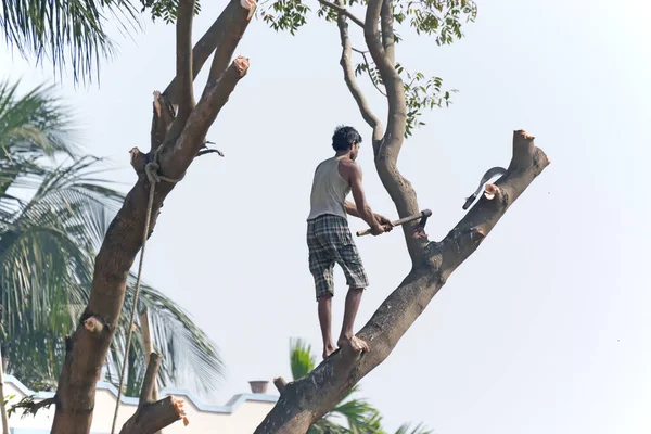 KOLKATA, WEST BENGAL / INDIA - JANUARY 29TH : Unidentified man cutting tree for making space available for urban growth. India is one of the fastest growing nations in the world, shot on 29.01.2017.