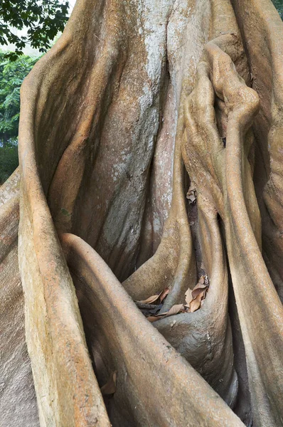 Корінь Дерева Фон Природи Стрілянина — стокове фото