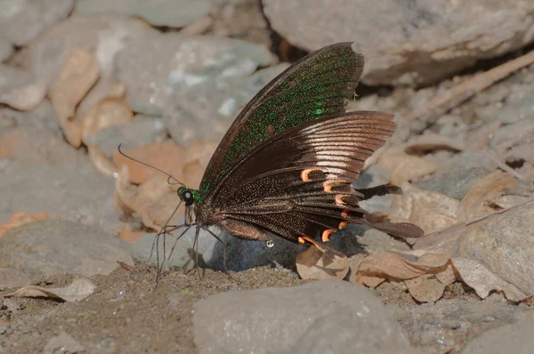 Vanlig Mormonfjäril Papiliopolytes Linnaeus Som Kissar Våt Mark Bild Tagen — Stockfoto