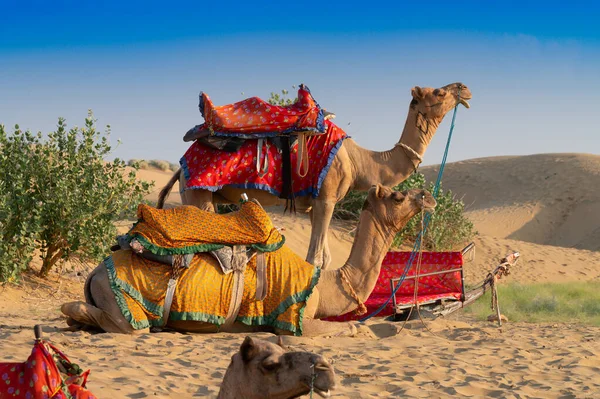 Camelus Dromedarius 是一种大型 双足的沙漠动物 背上有一个驼峰 在印度拉贾斯坦邦的塔尔沙漠 两只穿着传统服装的骆驼正在等着游客骑骆驼 — 图库照片