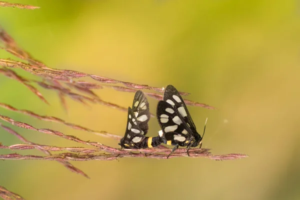 Indiska Skipper Fjärilar Spialia Galba Parning Våren Ljusgul Natur Bakgrund — Stockfoto