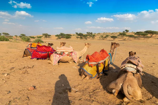 Des Chameaux Avec Des Robes Traditionnelles Attendent Les Touristes Pour — Photo