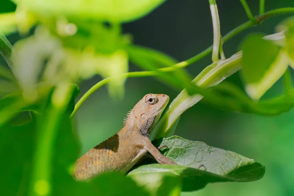 Όμορφη Ινδική Gecko Μέσα Ένα Θάμνο Κοιτάζοντας Έξω Πράσινο Φόντο — Φωτογραφία Αρχείου