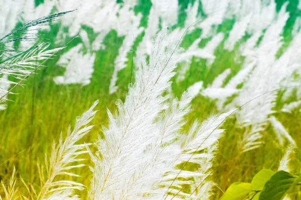 Kans Grass Saccharum Spontaneum Dark Green Backgound Kolkata West Bengal — 图库照片