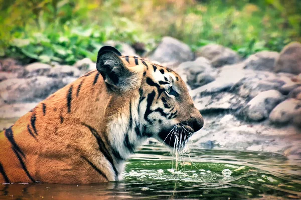 Beautiful Royal Bengal Tiger , Panthera Tigris, bathing in water. Tinted image. It is largest cat species and endangered , only found in Sundarban mangrove forest of India and Bangladesh.