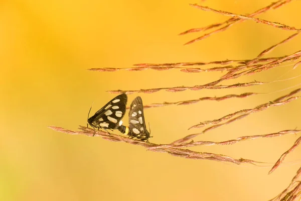 Индийские Бабочки Шкиперы Spialia Galba Спаривание Весной Ярко Желтый Фон — стоковое фото