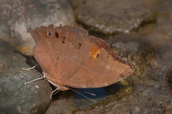 Common Evening Brown Fjäril Melanitis Leda Linnaeus Dricksvatten Från Vattenkälla — Stockfoto