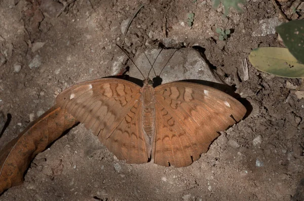 Zwykły Baron Motyl Euthalia Aconthea Kałuża Błota Wysysając Płyn Wilgotnego — Zdjęcie stockowe