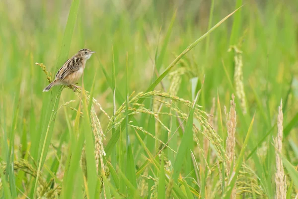 Ausgewachsener Reis Auf Einem Reisfeld Grünes Ackerland Ländliches Bild Von — Stockfoto