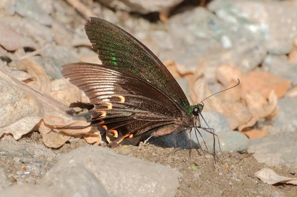 Közönséges Mormon Pillangó Papilio Polytes Linnaeus Nedves Földre Vizelve Kép — Stock Fotó