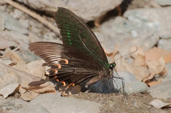 Közönséges Mormon Pillangó Papilio Polytes Linnaeus Nedves Földre Vizelve Kép — Stock Fotó