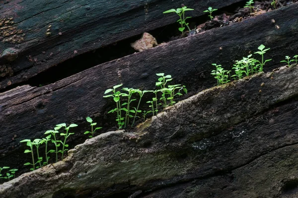 Novo Crescimento Planta Tronco Árvore Velha Bela Imagem Estoque Natureza — Fotografia de Stock