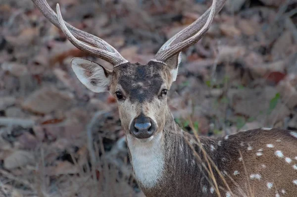 Geyik sürüsünün güzel bir görüntüsü, Hindistan, Madhya Pradesh, Panna Ulusal Parkı 'nda kameraya bakıyor. Panna, Hindistan 'da Madhya Pradesh' in Panna ve Chhatarpur ilçelerinde yer alır. Bu bir kaplan rezervi..