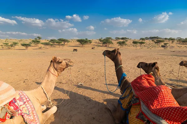 Drei Kamele Traditioneller Kleidung Warten Der Thar Wüste Indischen Rajasthan — Stockfoto