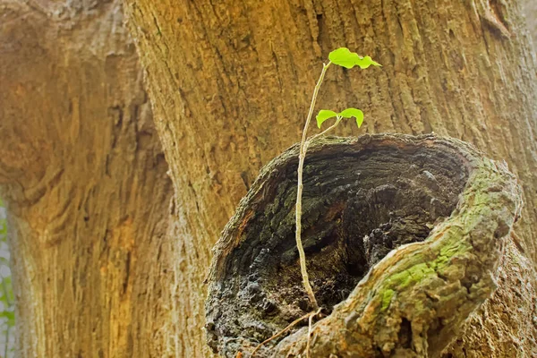 Eskimiş ağaçta yeni yeşil yapraklar, kahverengi desenli arka plan, doğa fotoğrafı.