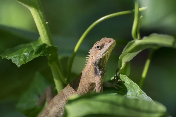 Beautiful Indian Gecko Bush Looking Out Green Foliage Background Morning — Stock Photo, Image