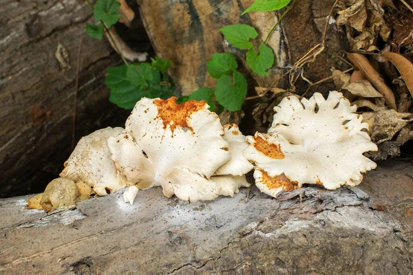 Champignon Sur Une Racine Arbre Image Nature — Photo