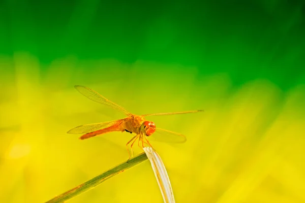 Red Dragonfly Sitting Green Yellow Bright Natural Background Kolkata West — Stock Photo, Image