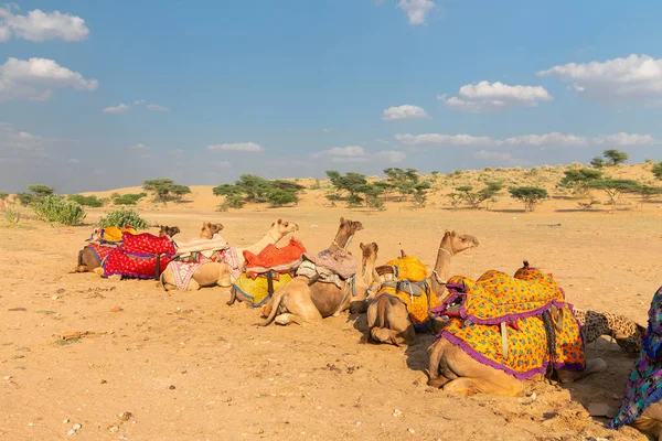 在印度拉贾斯坦邦的塔尔沙漠 穿着传统服装的骆驼正在等着游客骑骆驼 Camelus Dromedarius 是一种大型沙漠动物 背负着游客 — 图库照片