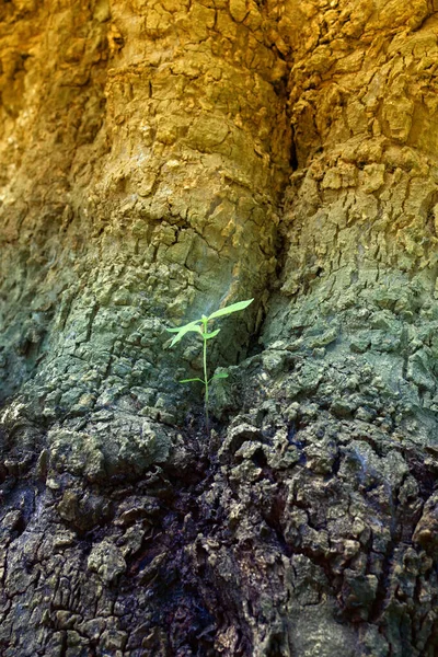古い木の上で生まれた新しい緑の葉 茶色の質感の背景 自然ストックフォト — ストック写真