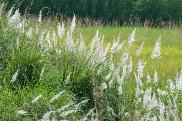 Kans Grass Saccharum Spontaneum Dark Green Backgound Kolkata West Bengal — 图库照片