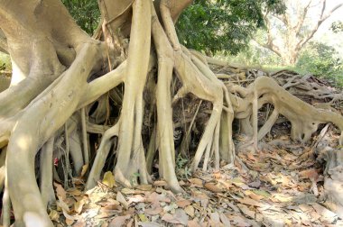 Kuru yapraklar, bir ormandaki büyük ağaç köklerinin yanında yerde yatıyordu. Güzel bir kış sabahı manzarası. Karenin sağ tarafındaki siste kaybolma perspektifi. Kullanılan sınırlı renkler,