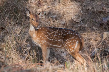 Hindistan, Madhya Pradesh 'teki Panna Ulusal Parkı' nda kameraya bakan güzel bir geyik görüntüsü. Panna, Hindistan 'da Madhya Pradesh' in Panna ve Chhatarpur ilçelerinde yer alır. 542.67 km2 alan, bir kaplan rezervi..