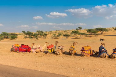 Geleneksel elbiseli develer, Hindistan, Rajasthan 'daki Thar Çölü' nde deve gezisi için turistleri bekliyor. Develer, Camelus dromedarius, sırtlarında turist taşıyan büyük çöl hayvanlarıdır..