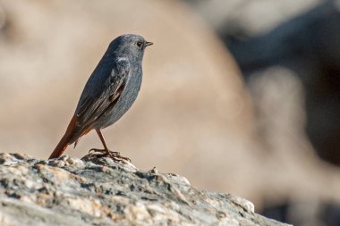 Bir kuşa yakın çekim, Sikkim.