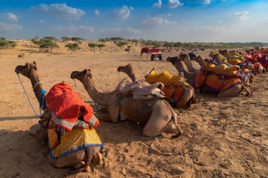 Geleneksel elbiseli develer, Hindistan, Rajasthan 'daki Thar Çölü' nde deve gezisi için turistleri bekliyor. Develer, Camelus dromedarius, turistleri sırtında taşıyan çöl hayvanlarıdır..