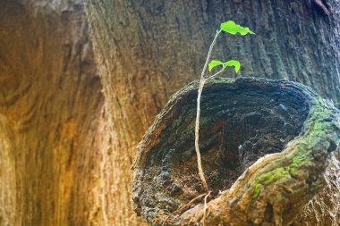 Eskimiş ağaçta yeni yeşil yapraklar, kahverengi desenli arka plan, doğa fotoğrafı.